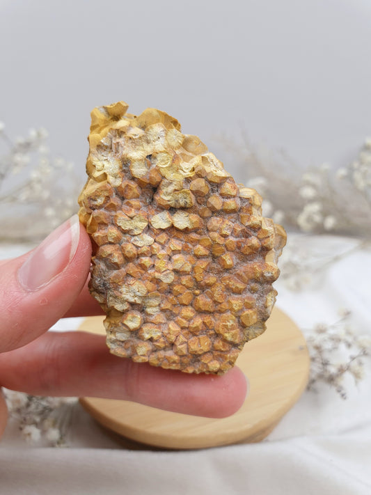 Ozeanjaspis Anschliff (4)