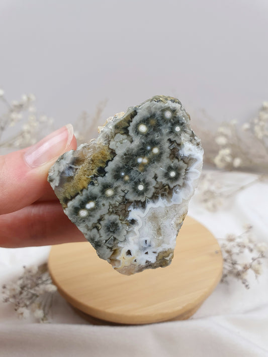 Ozeanjaspis Anschliff (1)