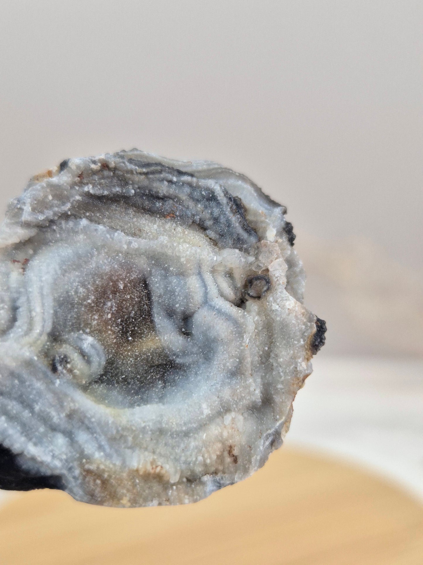 Chalcedon Rose (1)