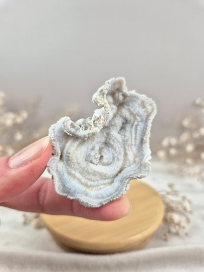 Chalcedon Rose (2)