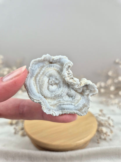 Chalcedon Rose (2)