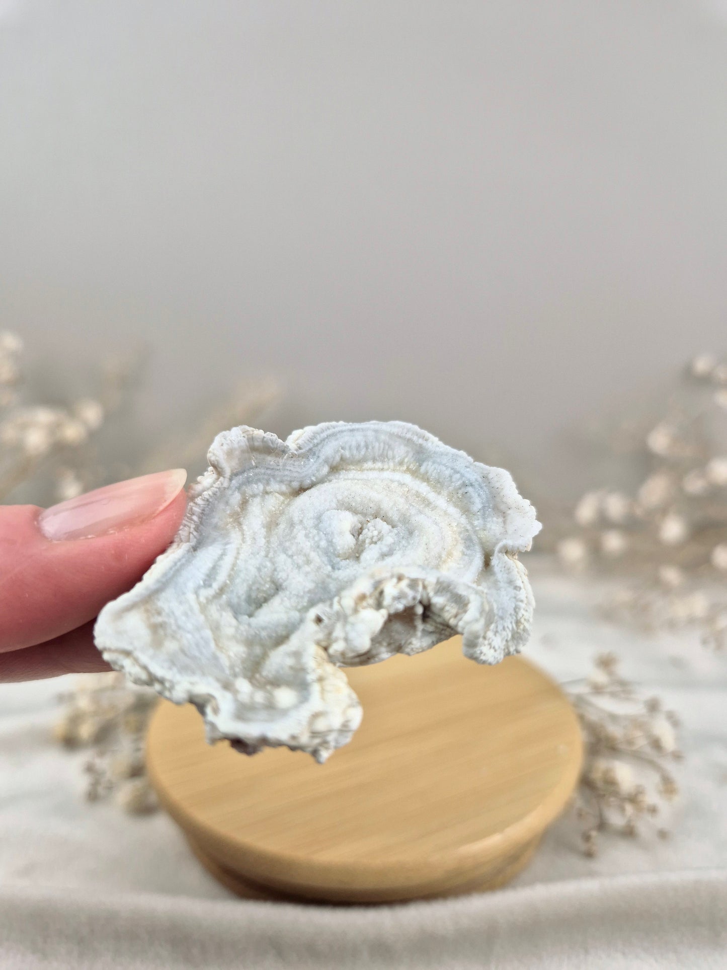 Chalcedon Rose (2)