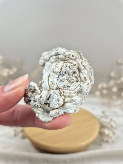 Chalcedon Rose (2)
