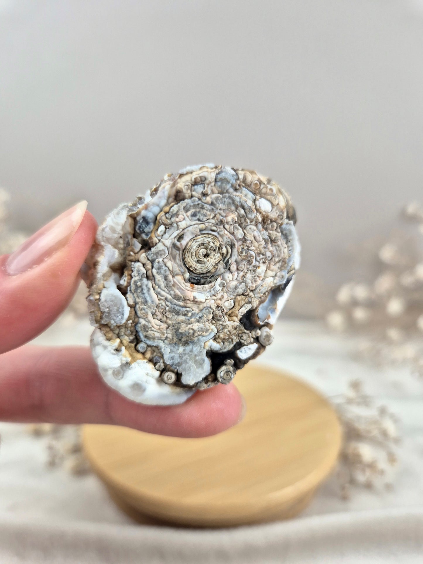 Chalcedon Rose (3)