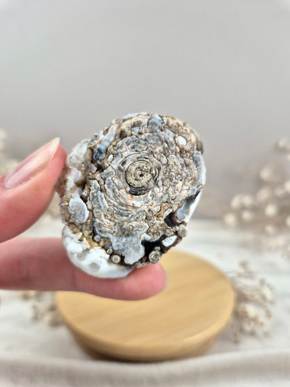Chalcedon Rose (3)