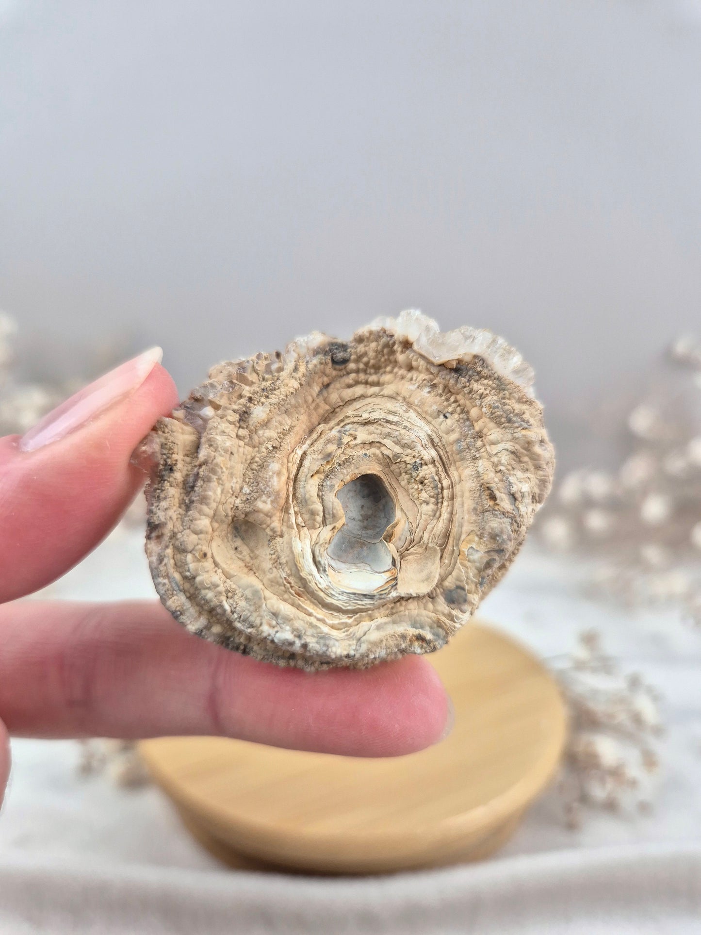 Chalcedon Rose (4)
