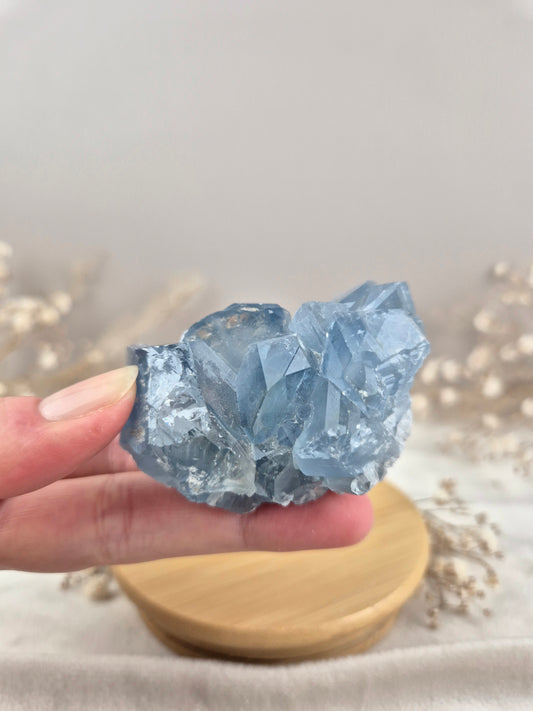 Coelestin Cluster (5)