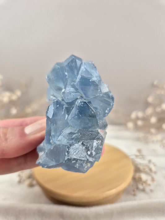 Coelestin Cluster (5)